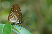 Blue Kaiser (Penthema darlisa melema) - focus is placed on the head