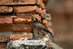 Common Myna on the old ruins in Ayutthaya
