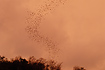 Hundreds of thousands of bats fly out from the cave in Khao Luk Chang every evening