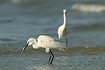 Little Egret with catch