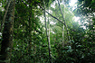 Rainforest in Khao Yai