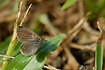 Lesser Grass Blue (Zizina otis)