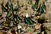 Large group of tropical swallowtails - mainly Common Bluebottle