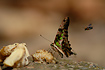 Tailed Jay (Graphium agamemnon) in company with a hungry bee
