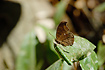 Chocolate Pansy (Junonia iphita) also known as Chocolate Soldier