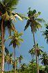 Photo ofCoconut Palm (Cocos nucifera). Photographer: 