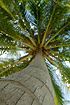 Coconut Palm with a shallow depth of field