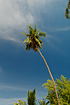 Photo ofCoconut Palm (Cocos nucifera). Photographer: 