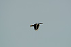 Photo ofOriental Pied Hornbill (Anthracoceros albirostris). Photographer: 