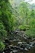 The rainforest in the Kaeng Krachan national park