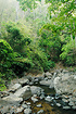 The rainforest in the Kaeng Krachan national park