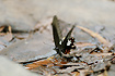 Photo ofRed Helen (Papilio helenus). Photographer: 