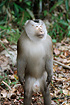 Pigtailed Macaque