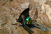 Paris Peacock (Papilio paris)
