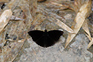 Siamese Black Prince (Rohana parisatis)