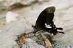 Photo ofRed Helen (Papilio helenus). Photographer: 
