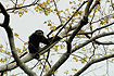 White-handed Gibbon or Lar Gibbon as it is also called