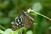 Photo ofCeylon Blue Glassy Tiger (Ideopsis similis). Photographer: 