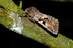 The moth Hebrew Character