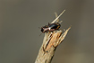Photo of (Notiophilus biguttatus). Photographer: 