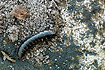 Ground beetle (Carabus) larvae