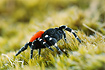 Photo ofLadybird Spider (Eresus sandaliatus). Photographer: 