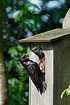 Common Starling with chick in nestbox