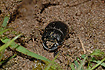 Horned Dung Beetle
