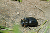 Male Horned Dung Beetle