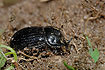 Photo ofHorned Dung Beetle (Copris lunaris). Photographer: 