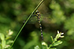 Golden-Ringed Dragonfly
