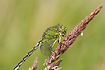 Green Club-Tailed Dragonfly
