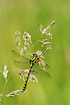 Green Club-Tailed Dragonfly