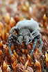 Female Ladybird Spider