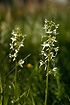 Backlit Greater Butterfly Orchids