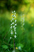 Foto af Skov-ggelilje (Platanthera chlorantha). Fotograf: 