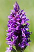 Western Marsh-orchid
