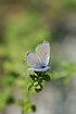 Photo ofEastern Baton Blue (Pseudophilotes vicrama). Photographer: 