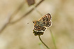 Orbed Red-underwing Skipper