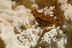 Photo ofSouthern Comma (Polygonia egea). Photographer: 