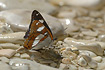 Photo ofSouthern White Admiral (Limenitis reducta). Photographer: 