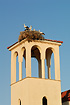 White Stork - chicks in the nest on the church tower