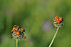 Mass occurence of 7-spot Ladybird