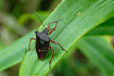 Photo ofForest Bug (Pentatoma rufipes). Photographer: 