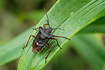 Photo ofForest Bug (Pentatoma rufipes). Photographer: 