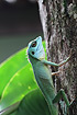 Photo ofGreen Crested Lizard (Bronchocela cristatella). Photographer: 