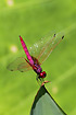 The colourful asian dragonfly species Crimson Marsh Glider