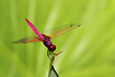 The colourful asian dragonfly species Trithemis aurora