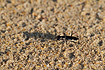 An undefied tiger beetle on the beach in Khao Lak