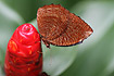 Photo ofCommon Palmfly (Elymnias hypermnestra). Photographer: 